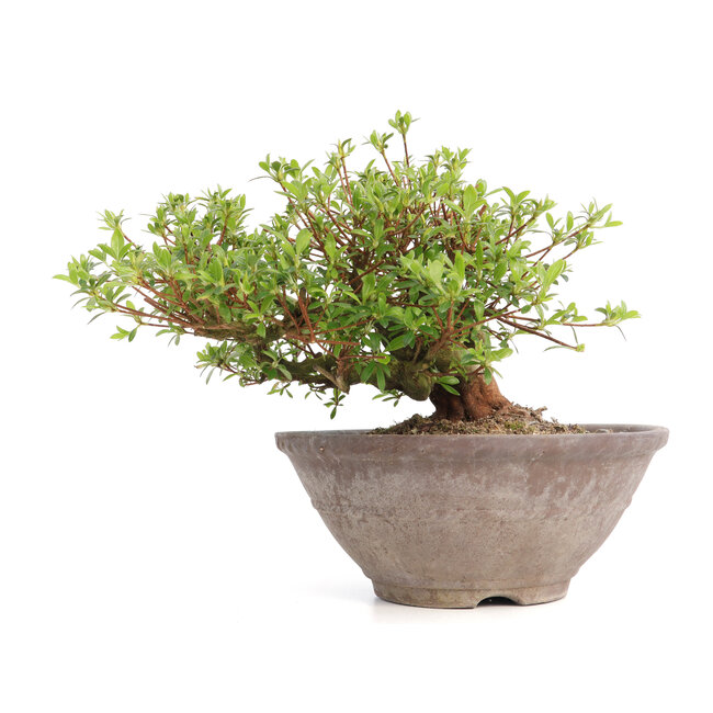 Rhododendron indicum Koun, 20 cm, ± 12 años