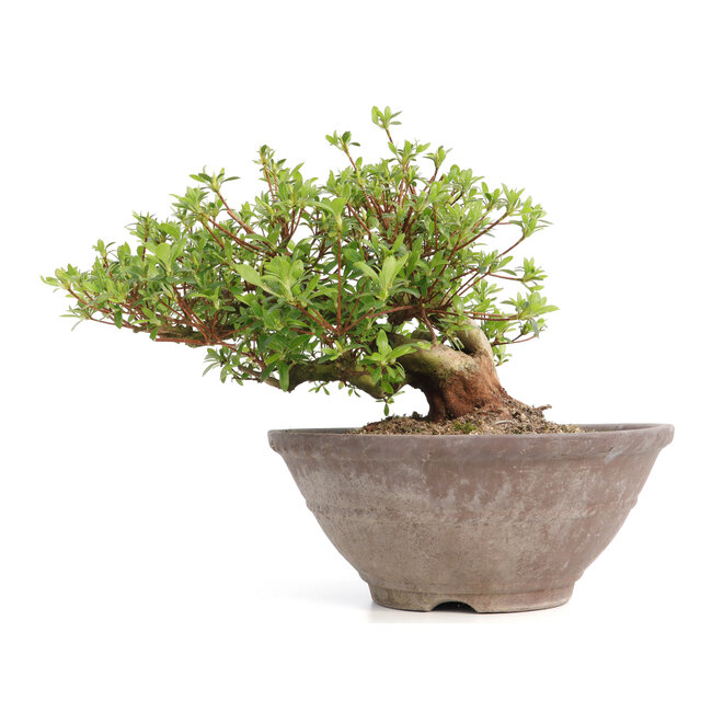 Rhododendron indicum Koun, 20 cm, ± 12 años