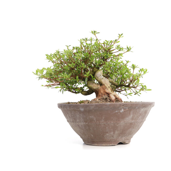 Rhododendron indicum Koun, 20 cm, ± 12 años