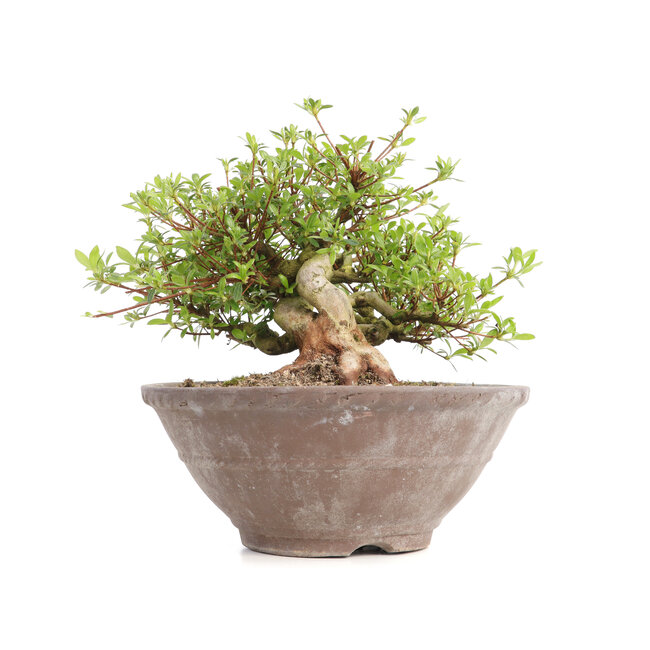 Rhododendron indicum Koun, 20 cm, ± 12 años