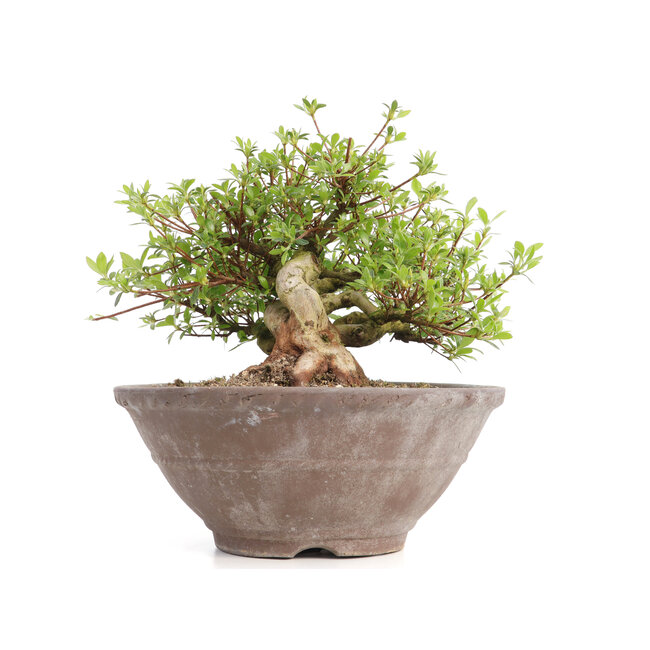 Rhododendron indicum Koun, 20 cm, ± 12 Jahre alt