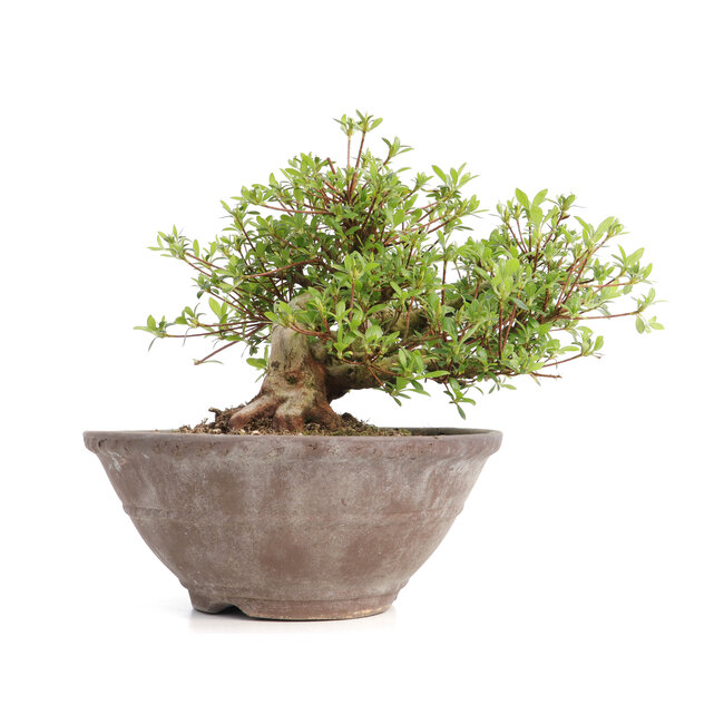 Rhododendron indicum Koun, 20 cm, ± 12 años