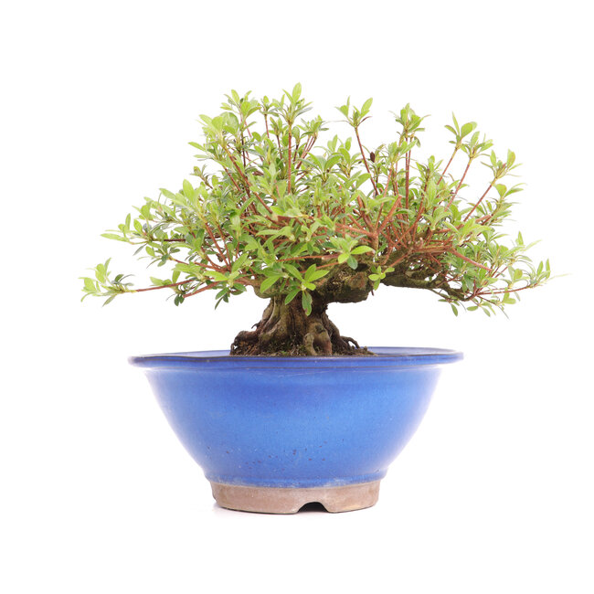 Rhododendron indicum Koun, 19 cm, ± 12 years old