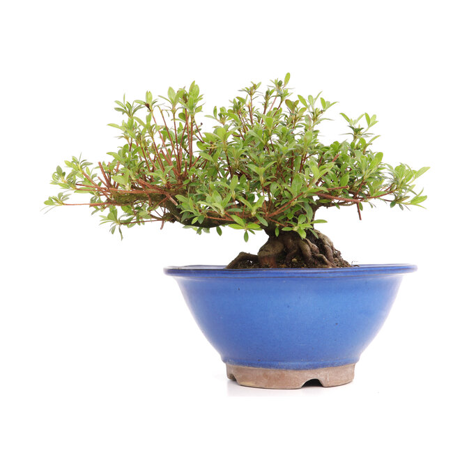 Rhododendron indicum Koun, 19 cm, ± 12 years old