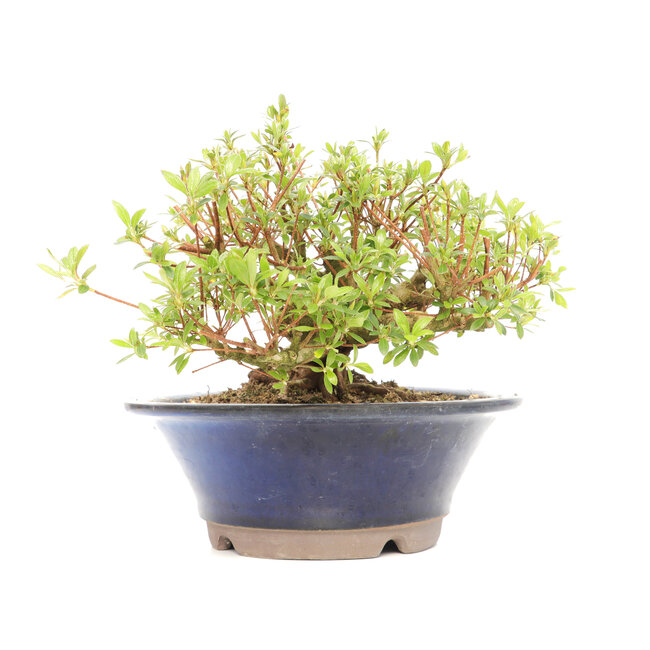 Rhododendron indicum Koun, 28 cm, ± 12 Jahre alt