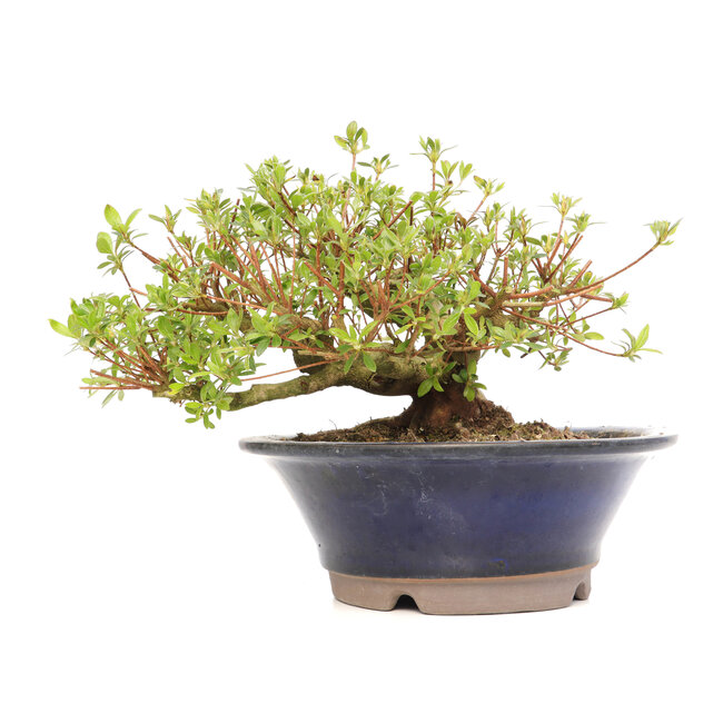 Rhododendron indicum Koun, 28 cm, ± 12 años