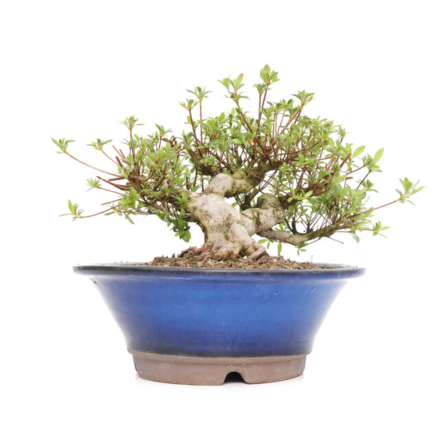 Rhododendron indicum Koun, 28 cm, ± 12 años