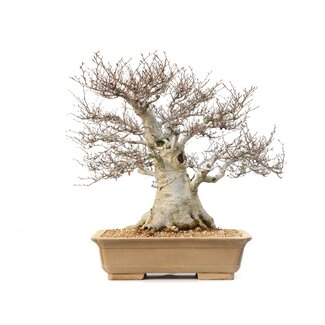 Fagus crenata, 69 cm, ± 65 ans