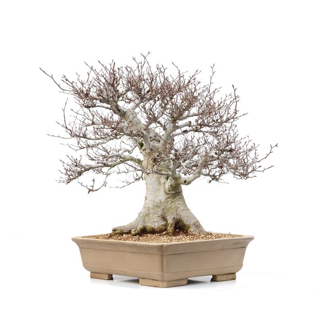 Fagus crenata, 69 cm, ± 65 jaar oud