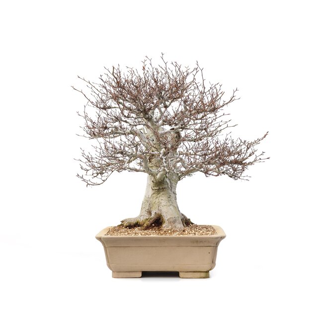 Fagus crenata, 69 cm, ± 65 ans