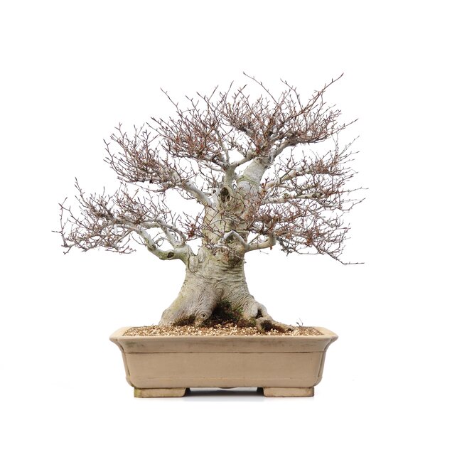 Fagus crenata, 69 cm, ± 65 años