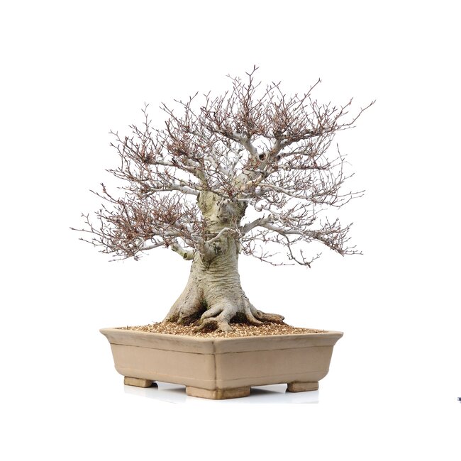 Fagus crenata, 69 cm, ± 65 anni