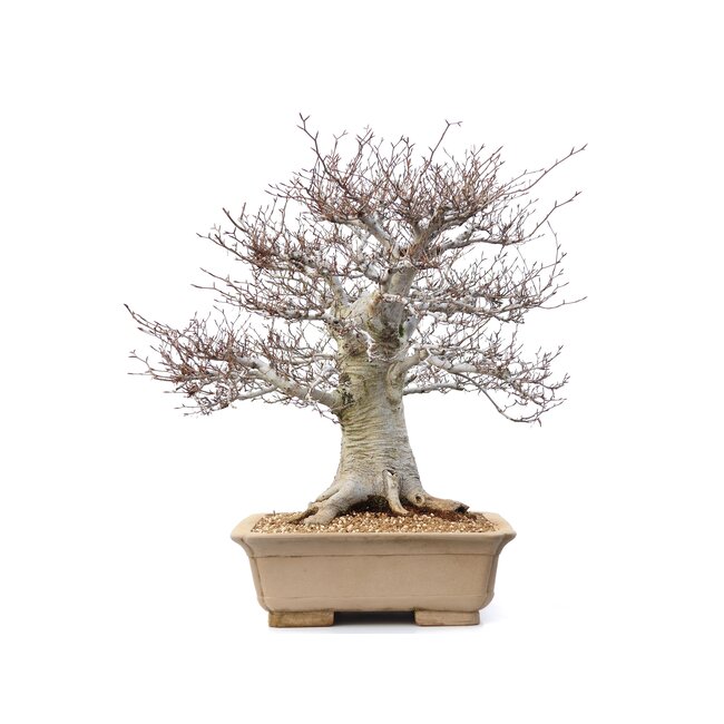 Fagus crenata, 69 cm, ± 65 ans