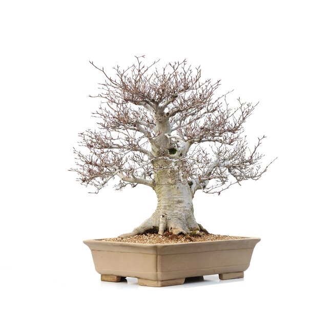 Fagus crenata, 69 cm, ± 65 años