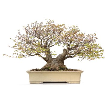 Acer palmatum, 50 cm, ± 60 years old