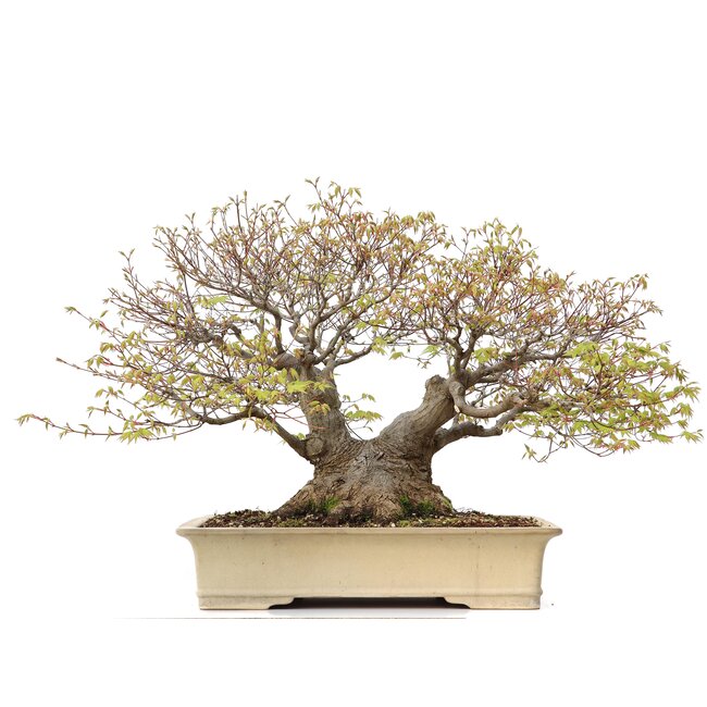 Acer palmatum, 50 cm, ± 60 years old, in a handmade Japanese pot by Reiho