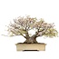 Acer palmatum, 50 cm, ± 60 anni, in vaso giapponese fatto a mano da Reiho