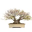 Acer palmatum, 50 cm, ± 60 years old, in a handmade Japanese pot by Reiho