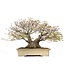 Acer palmatum, 50 cm, ± 60 years old, in a handmade Japanese pot by Reiho