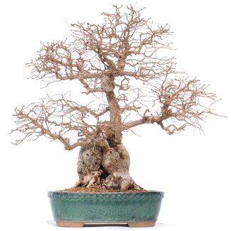 Carpinus coreana Yamadori, 42 cm, ± 50 jaar oud