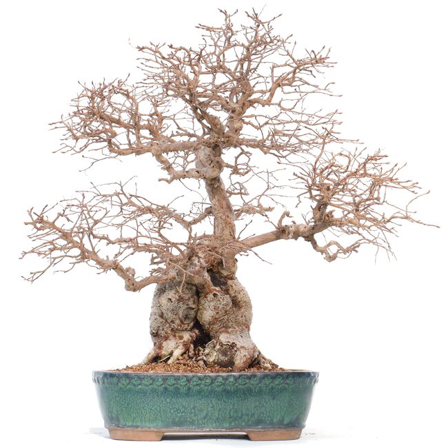 Carpinus coreana Yamadori, 42 cm, ± 50 anni