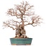 Carpinus coreana Yamadori, 42 cm, ± 50 Jahre alt