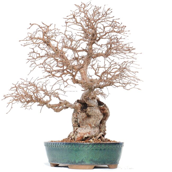Carpinus coreana Yamadori, 42 cm, ± 50 años