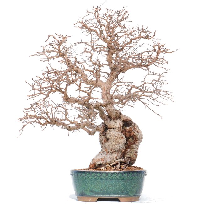 Carpinus coreana Yamadori, 42 cm, ± 50 años