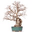 Carpinus coreana Yamadori, 42 cm, ± 50 jaar oud