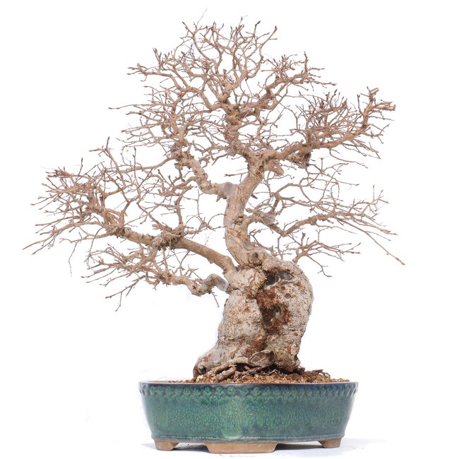 Carpinus coreana Yamadori, 42 cm, ± 50 Jahre alt