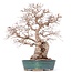 Carpinus coreana Yamadori, 42 cm, ± 50 jaar oud