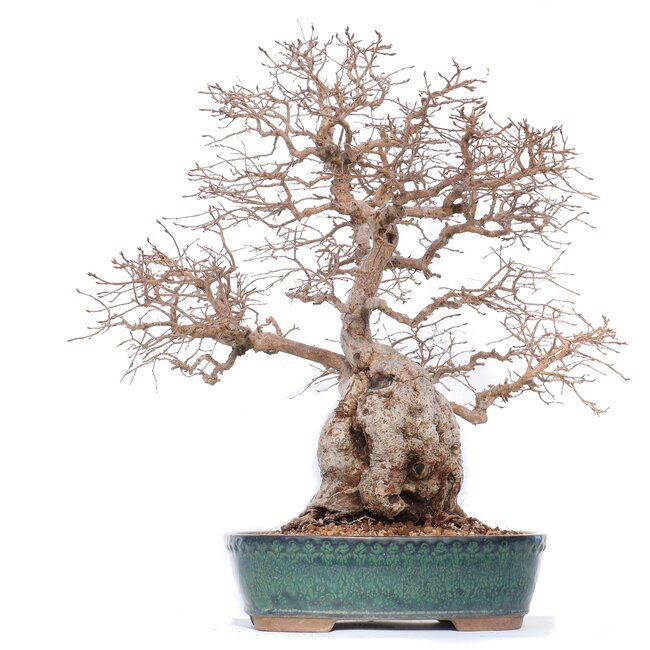 Carpinus coreana Yamadori, 42 cm, ± 50 anni