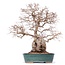 Carpinus coreana Yamadori, 42 cm, ± 50 jaar oud