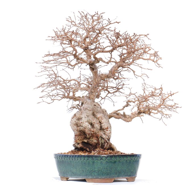 Carpinus coreana Yamadori, 42 cm, ± 50 ans