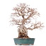 Carpinus coreana Yamadori, 42 cm, ± 50 jaar oud