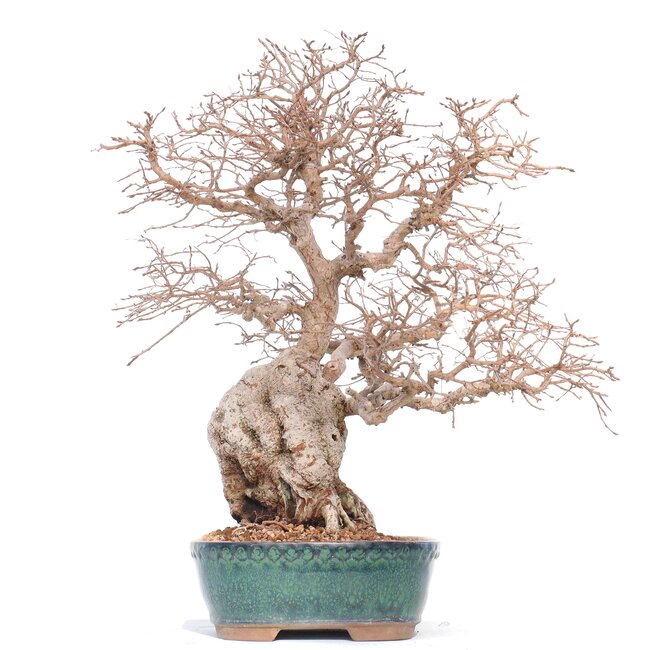 Carpinus coreana Yamadori, 42 cm, ± 50 años