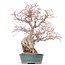 Carpinus coreana Yamadori, 42 cm, ± 50 jaar oud