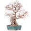 Carpinus coreana Yamadori, 42 cm, ± 50 jaar oud