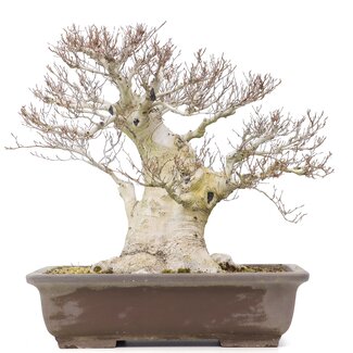 Fagus crenata, 57 cm, ± 65 jaar oud