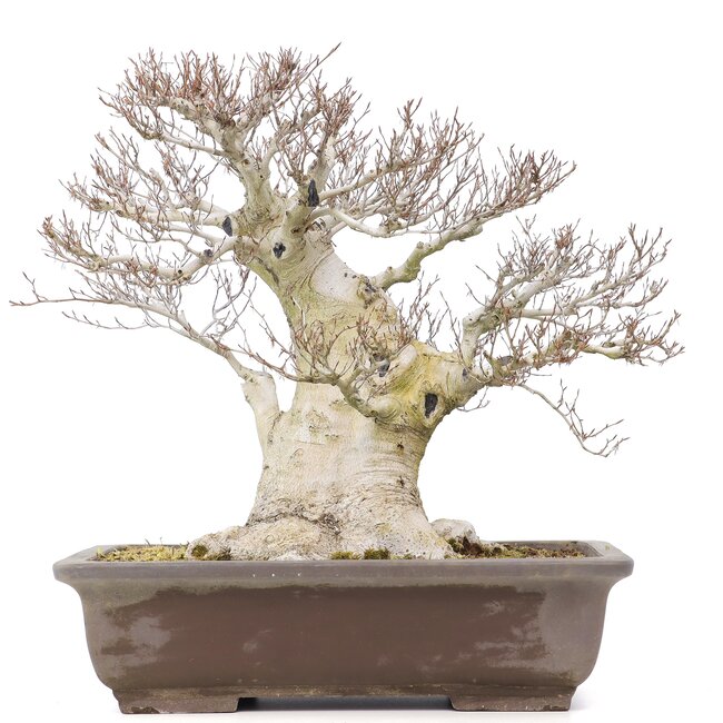 Fagus crenata, 57 cm, ± 65 jaar oud, met een nebari van 37 cm