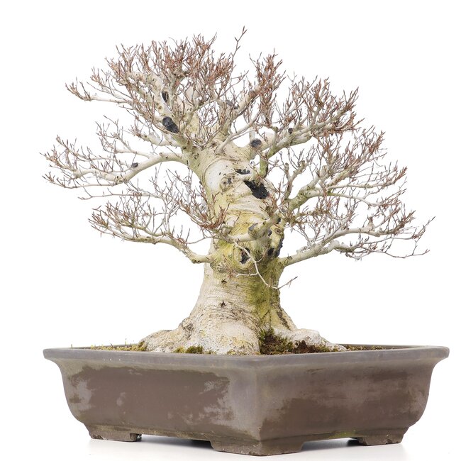 Fagus crenata, 57 cm, ± 65 years old, with a nebari of 37 cm