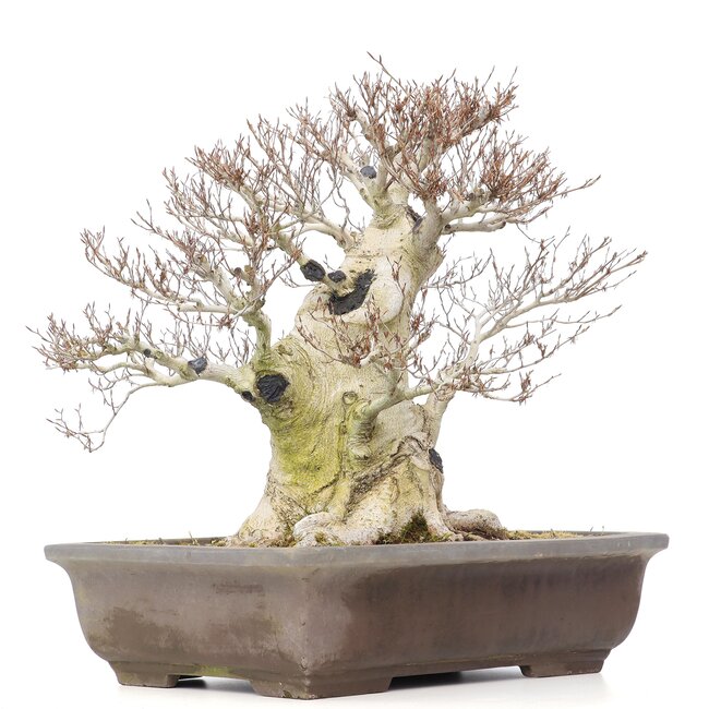 Fagus crenata, 57 cm, ± 65 Jahre alt, mit einem Nebari von 37 cm