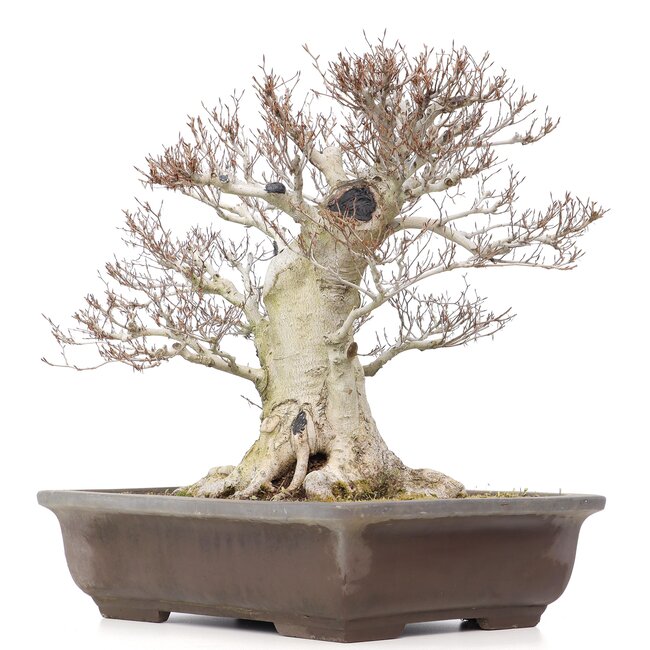 Fagus crenata, 57 cm, ± 65 Jahre alt, mit einem Nebari von 37 cm