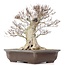 Fagus crenata, 57 cm, ± 65 jaar oud, met een nebari van 37 cm