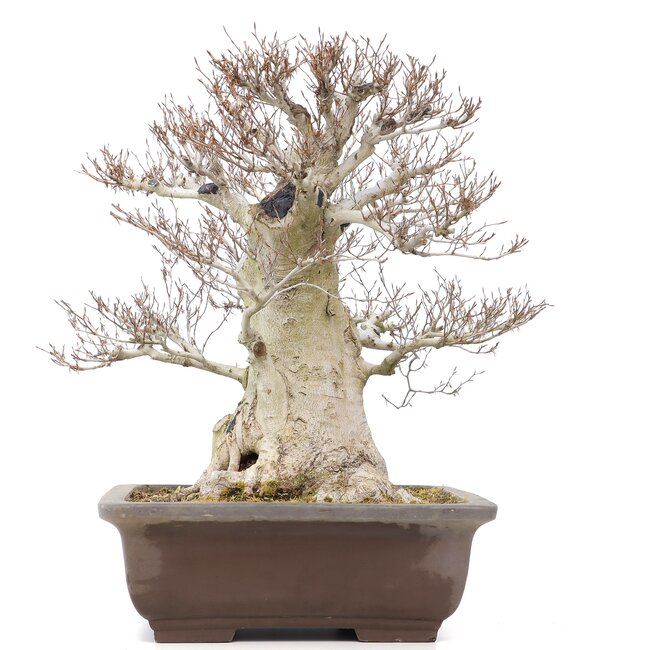 Fagus crenata, 57 cm, ± 65 years old, with a nebari of 37 cm