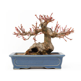 Acer palmatum, 11,5 cm, ± 15 anni