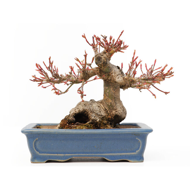 Acer palmatum, 11,5 cm, ± 15 years old