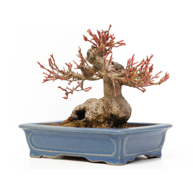 Acer palmatum, 11,5 cm, ± 15 Jahre alt