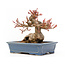 Acer palmatum, 11,5 cm, ± 15 anni