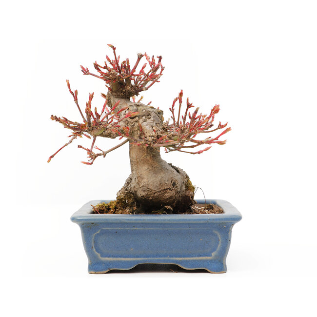 Acer palmatum, 11,5 cm, ± 15 años